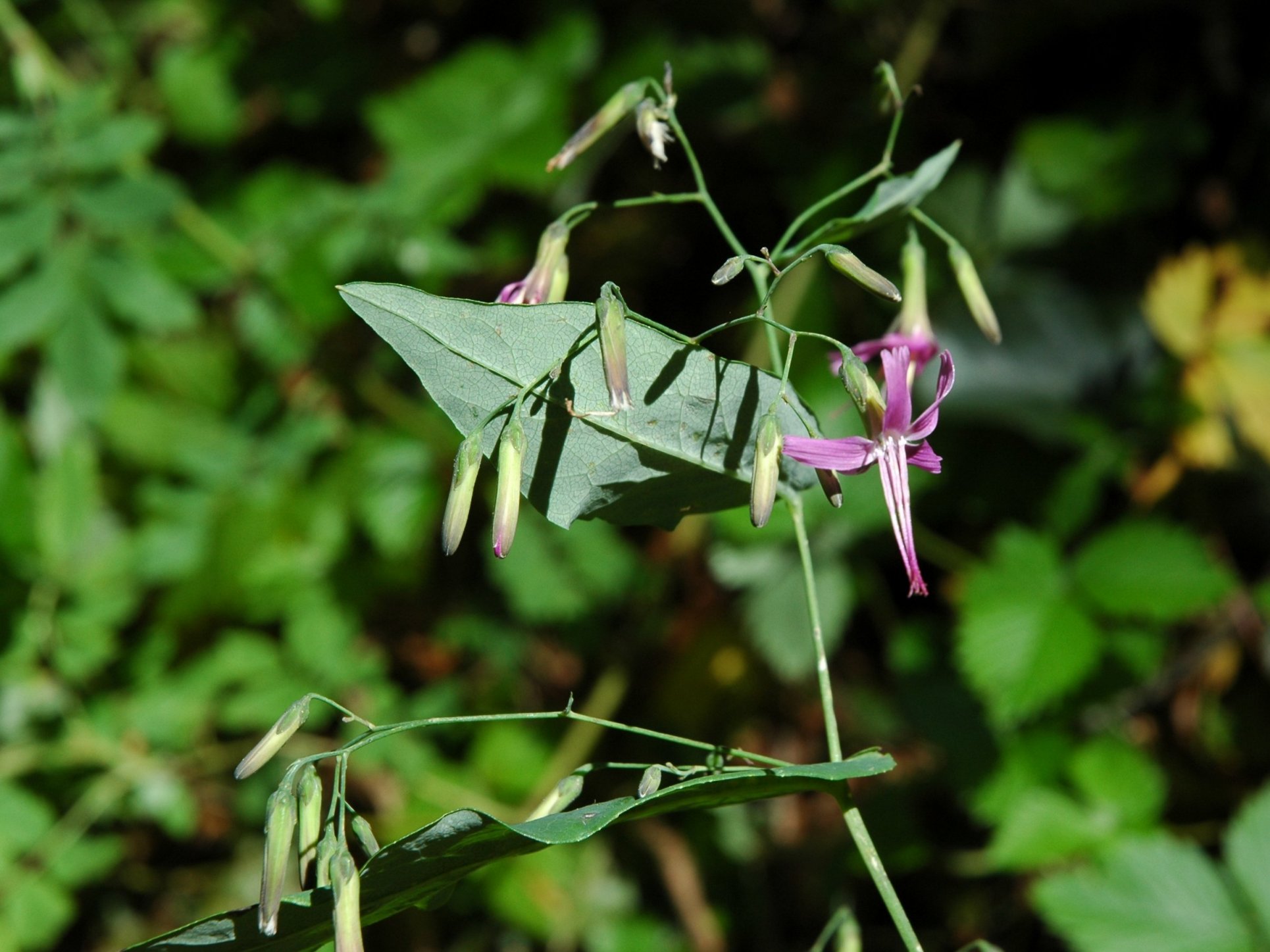 Prenanthes purpurea / Lattuga montana